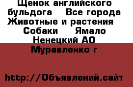 Щенок английского бульдога  - Все города Животные и растения » Собаки   . Ямало-Ненецкий АО,Муравленко г.